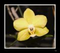 orchidei