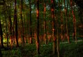 zářící les