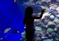 Izrael Eilat holčička chce pohladit rybu