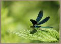 Motýlice lesklá - Calopteryx splendens