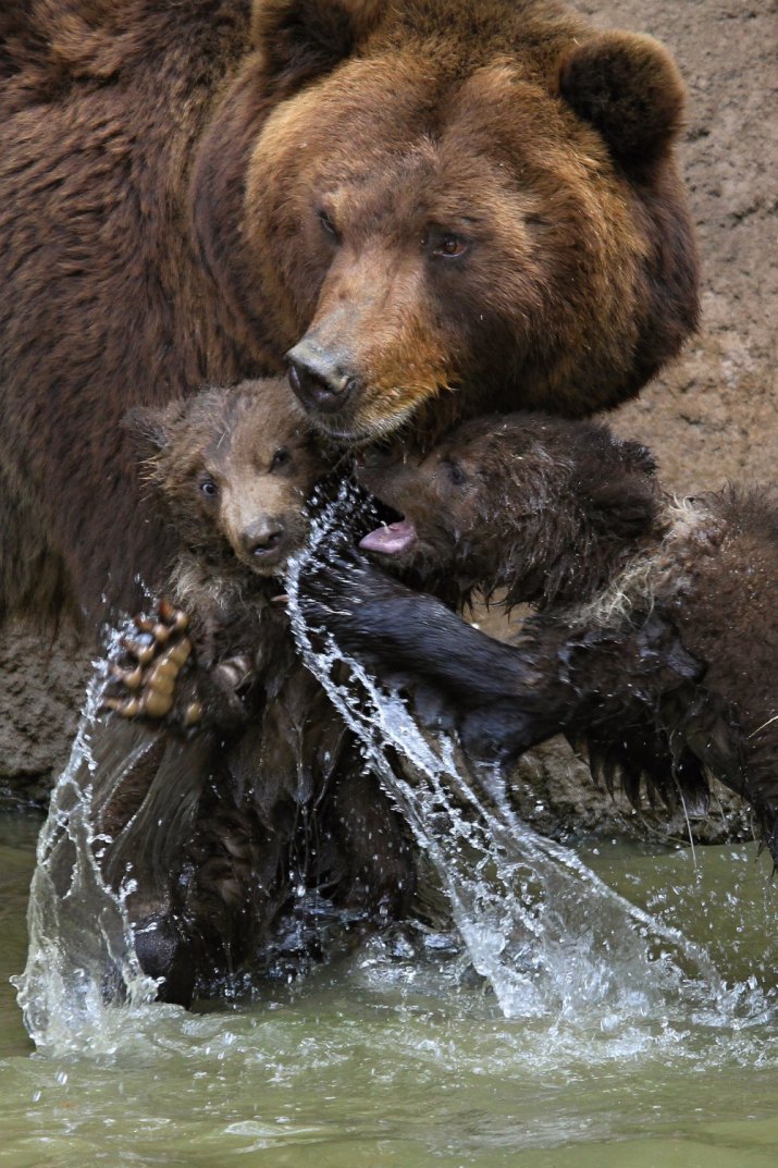 PŘÍRODA A ŽIVOTNÍ PROSTŘEDÍ RADEK MÍČA, AFP: Kuba, Toby a Kamčatka – medvídci narození v Zoo Brno, 31.5.2012 