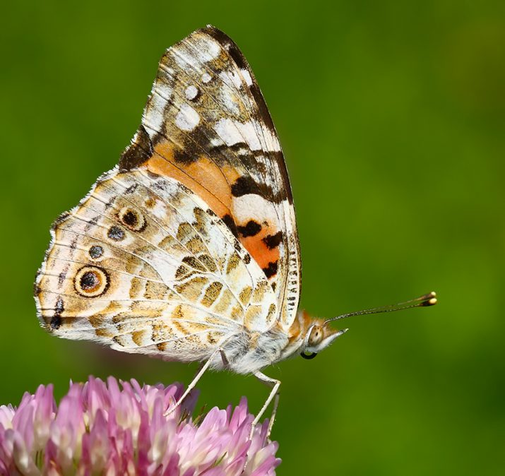 Vanessa cardui