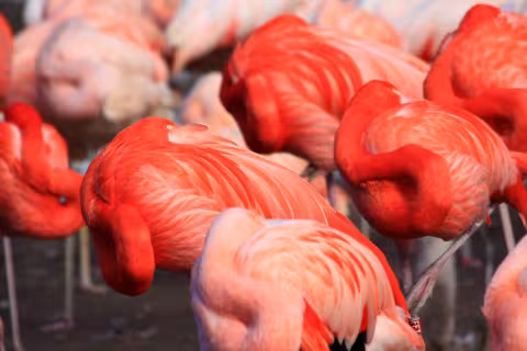 Flamingo