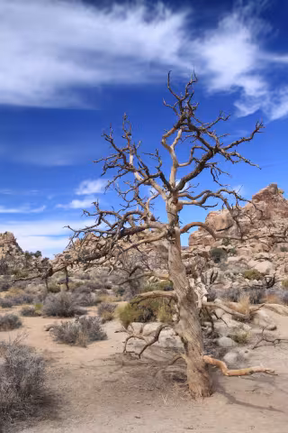 Samotář - Joshua Tree National Park