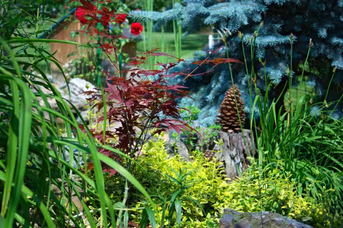 Acer palmatum