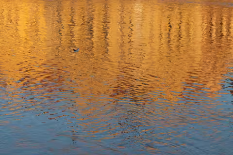 Homage to Monet