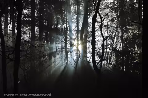 Sloupská divočina