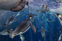 NATURE STORIES 1	Paul Nicklen, Canada, National Geographic magazine Emperor Penguins, Ross Sea
